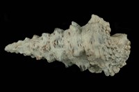 藏品(寶塔蟹守螺)的圖片